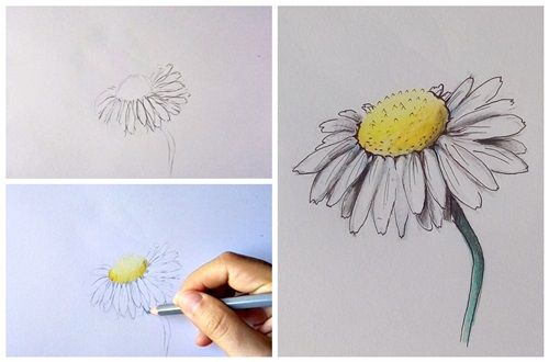 jak narysować kwiaty